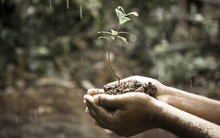 hands holding growing plant